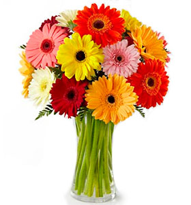 Classic Rainbow Gerbera Bouquet